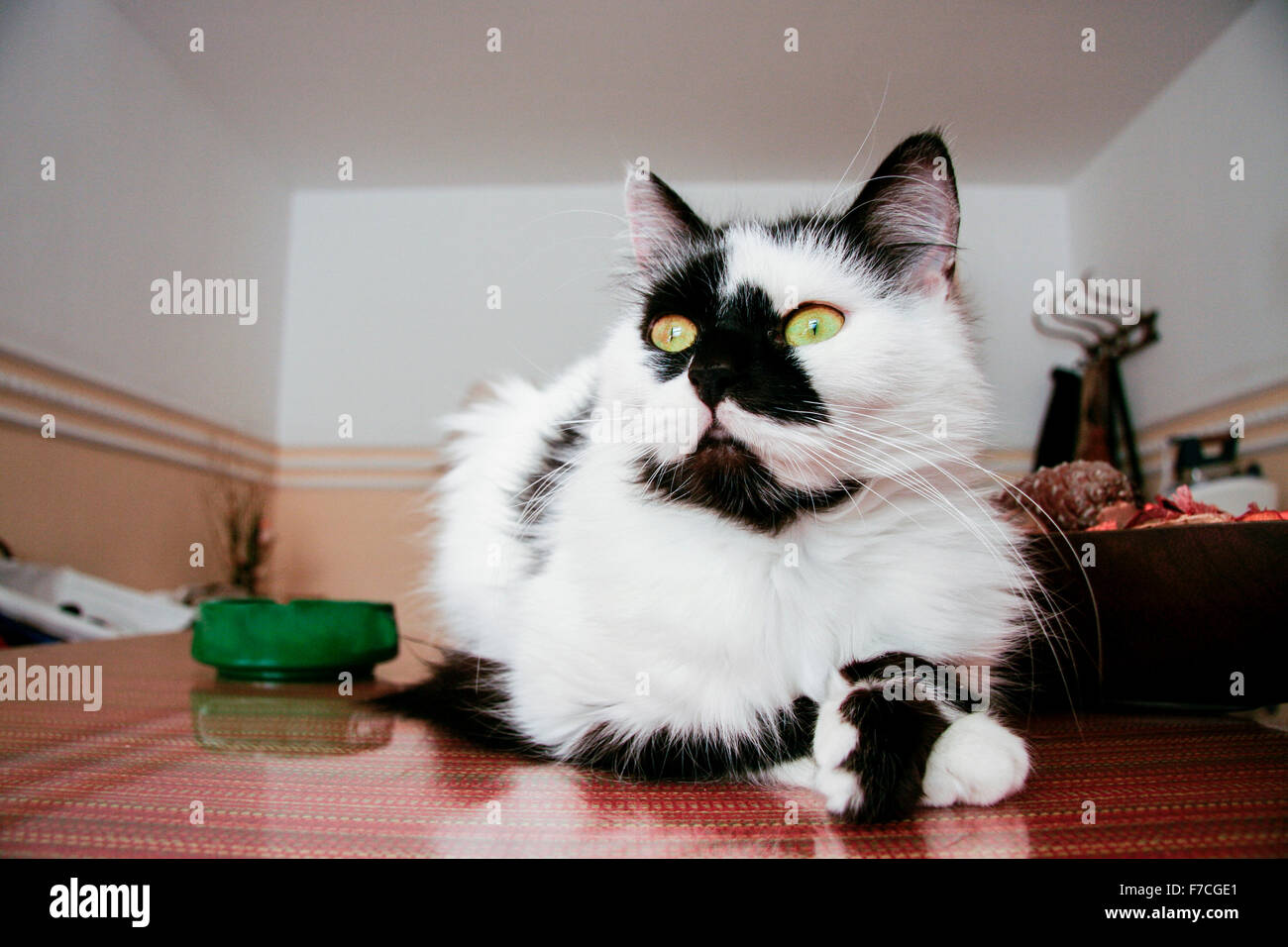 Schöne entdeckt schwarze und weiße Kater mit grünen Augen zu Hause Stockfoto