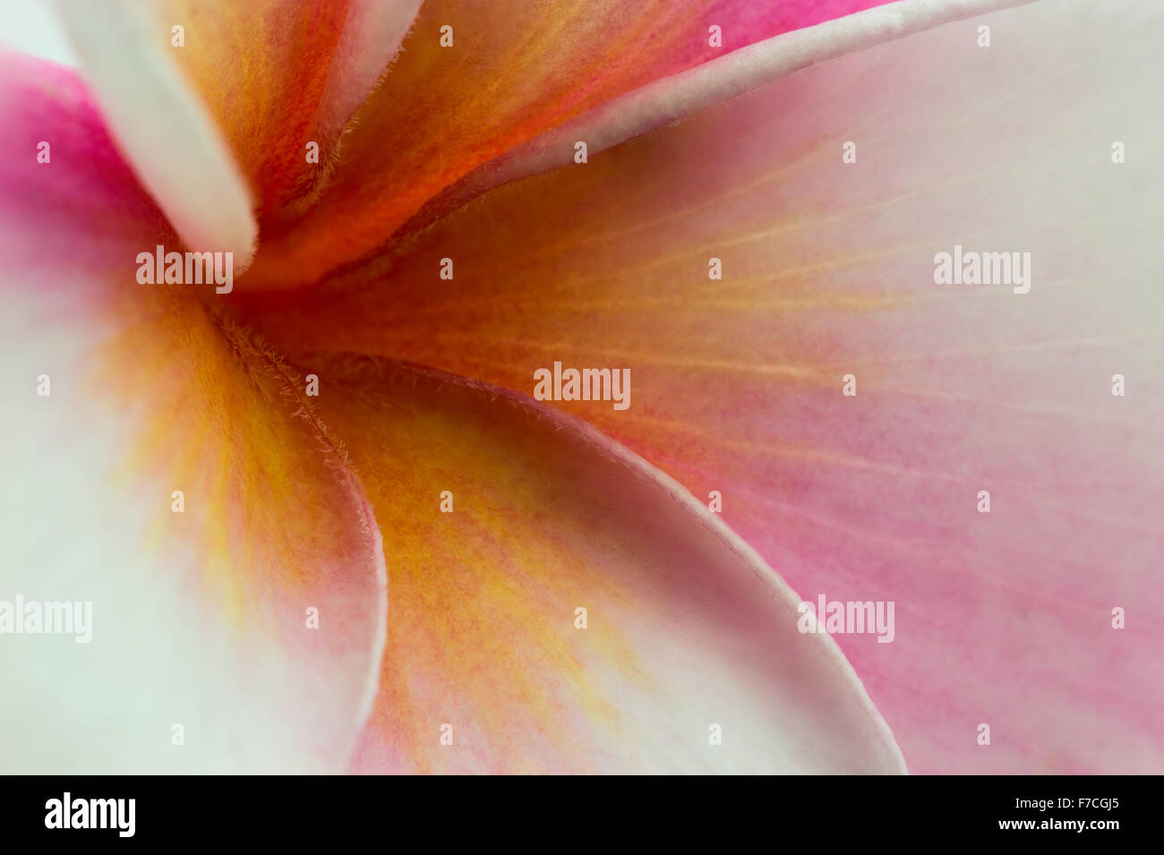 Nahaufnahme Natur Hintergrund rosa Plumeria Blume Stockfoto