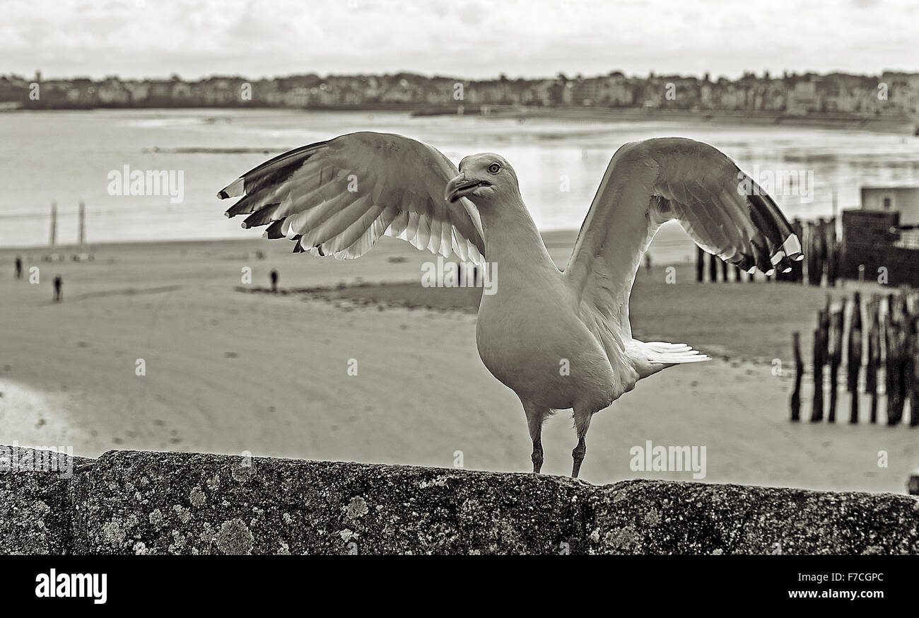 Möwe, Frankreich Stockfoto