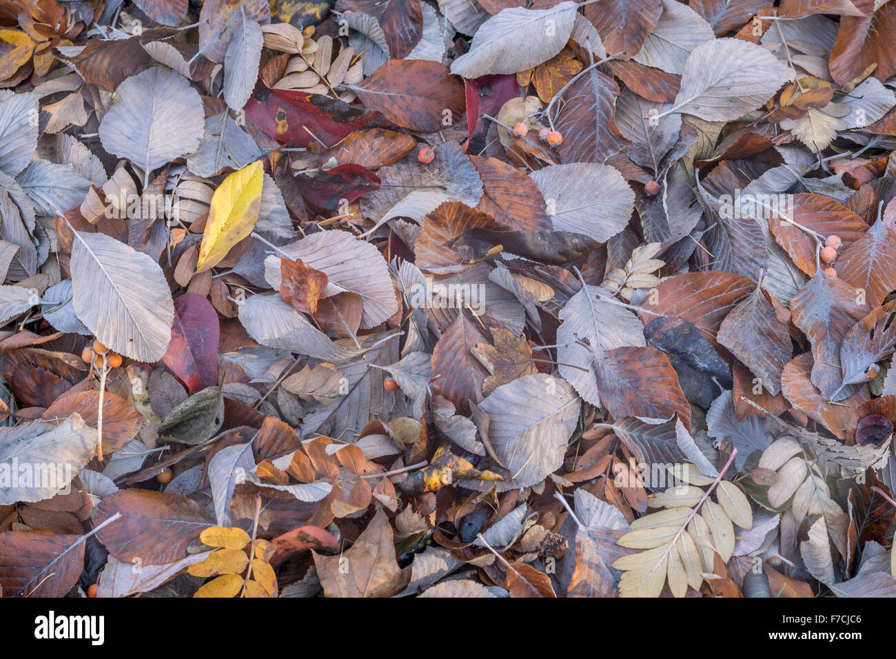 Viele gefallene Sorb Baum Blätter und Beeren Sorbus Stockfoto