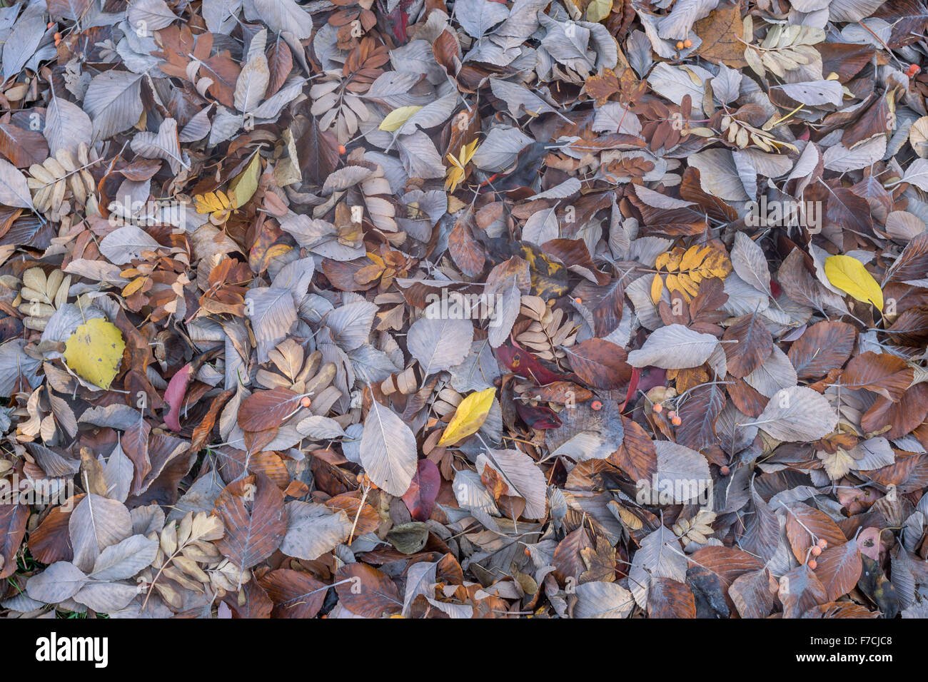 Viele gefallene Sorb Baum Blätter und Beeren Sorbus Stockfoto