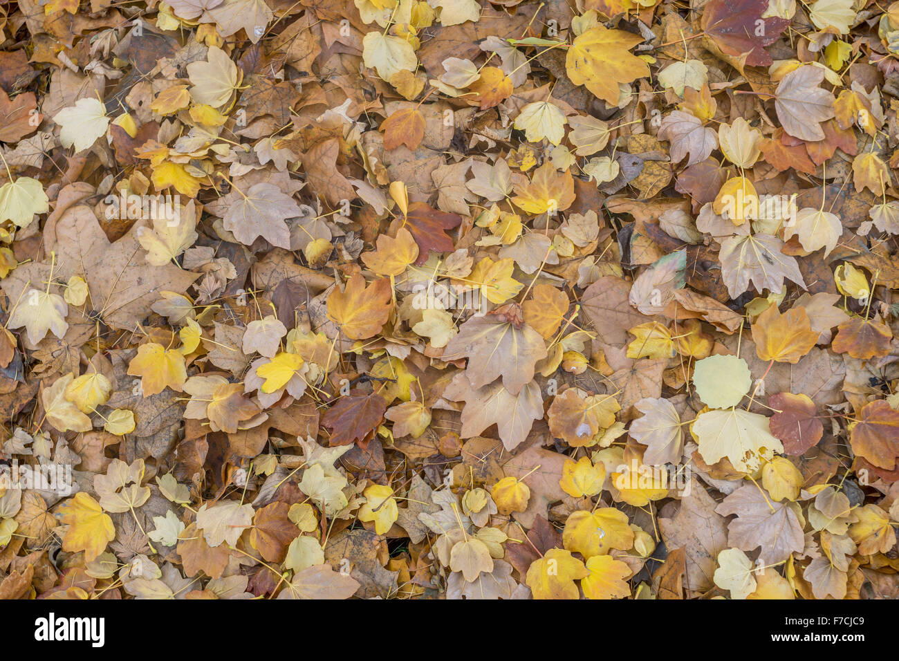 Viele gefallene verschiedene Ahornbaum Blätter Acer Stockfoto