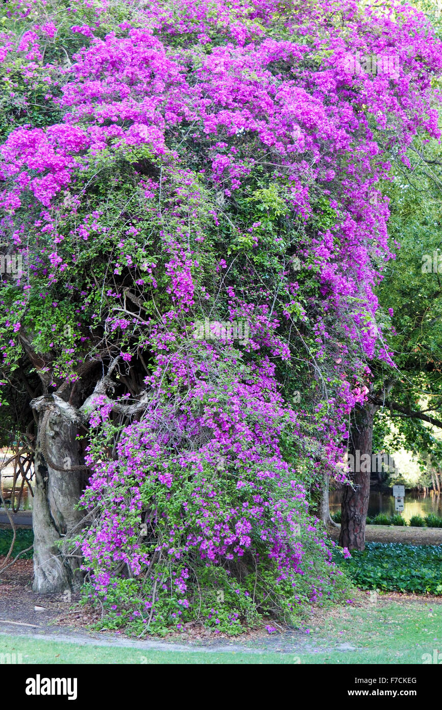 Ein lila blühender Baum in Hyde Parke, North Perth, Westaustralien. Stockfoto