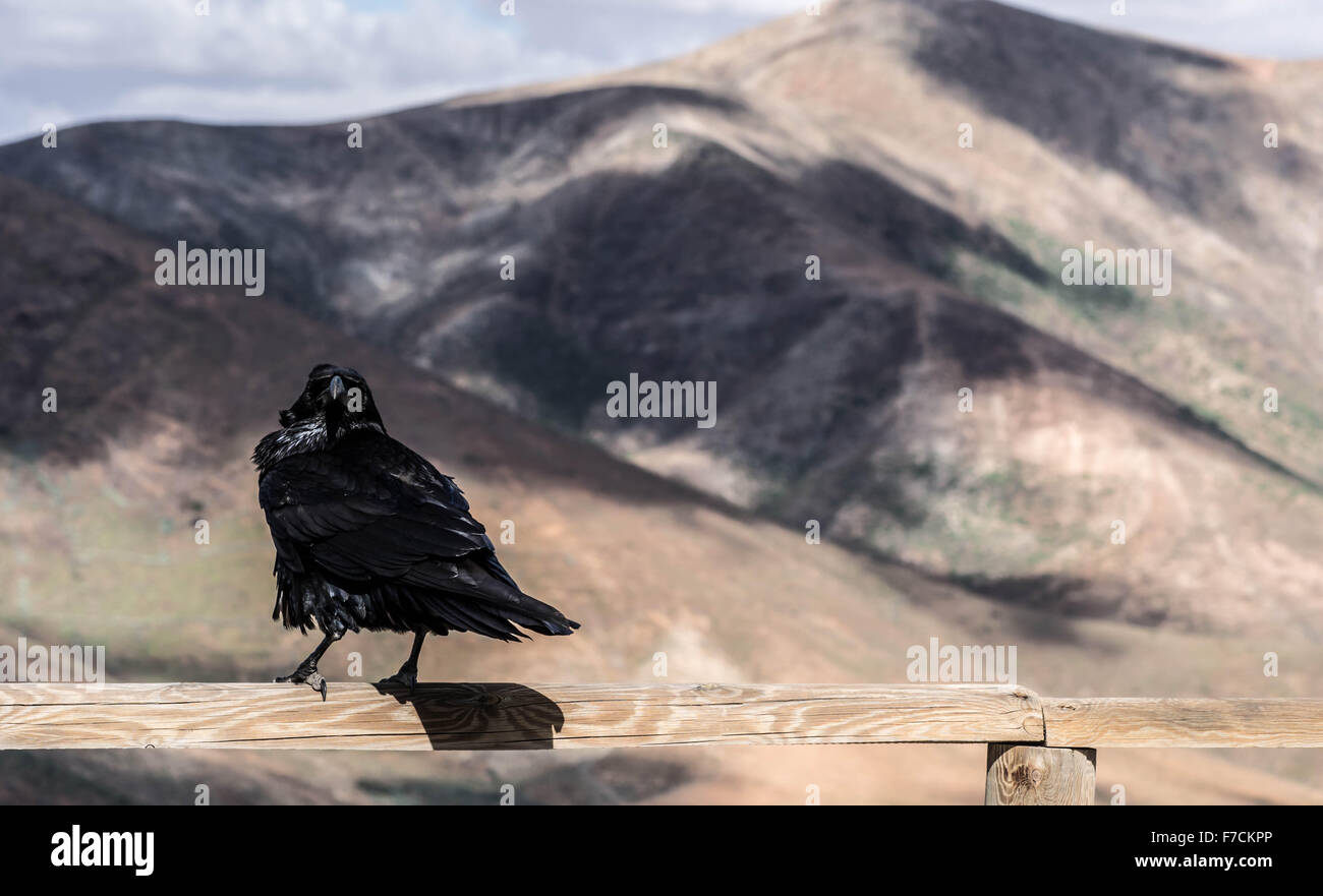 Ich darf Fragen, was Sie Herr Black Bird suchen Stockfoto