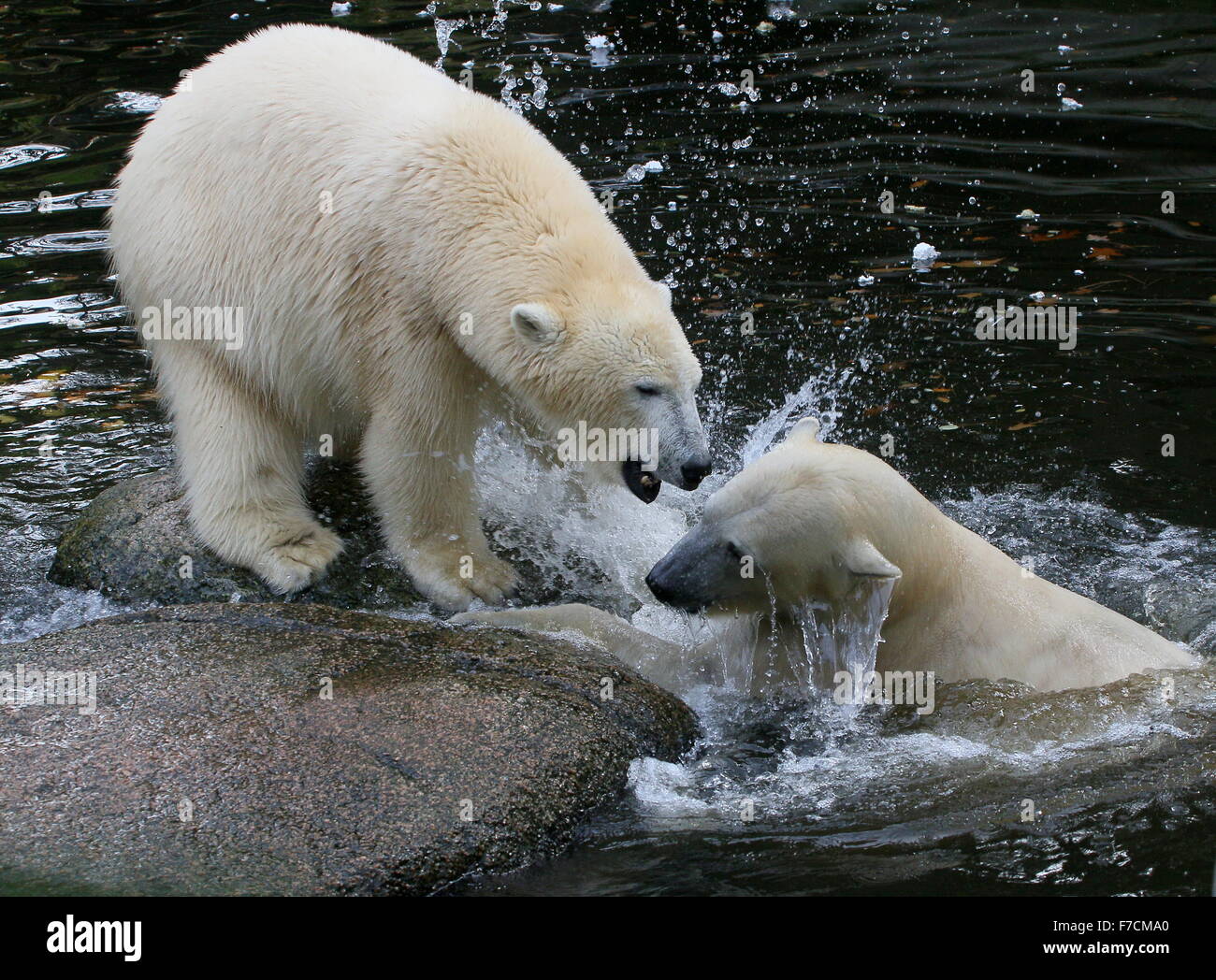 Zwei temperamentvolle weibliche Eisbären (Ursus Maritimus) gegeneinander kämpfen am Ufer, ein Knurren, andere Longieren nach oben aus dem Wasser Stockfoto