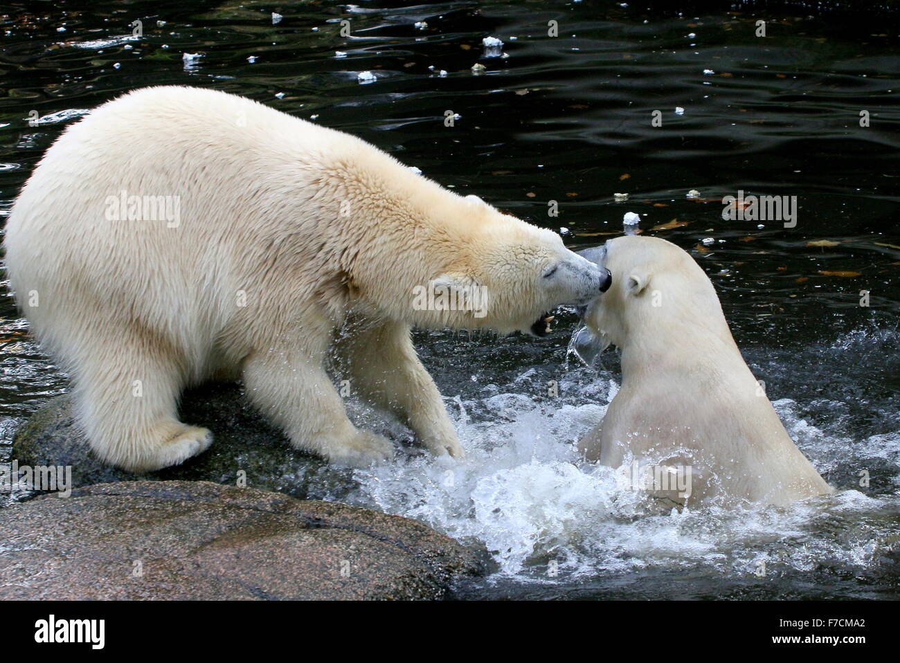 Zwei temperamentvolle weibliche Eisbären (Ursus Maritimus) gegeneinander kämpfen am Ufer, beißen eine, andere Longieren nach oben aus dem Wasser Stockfoto
