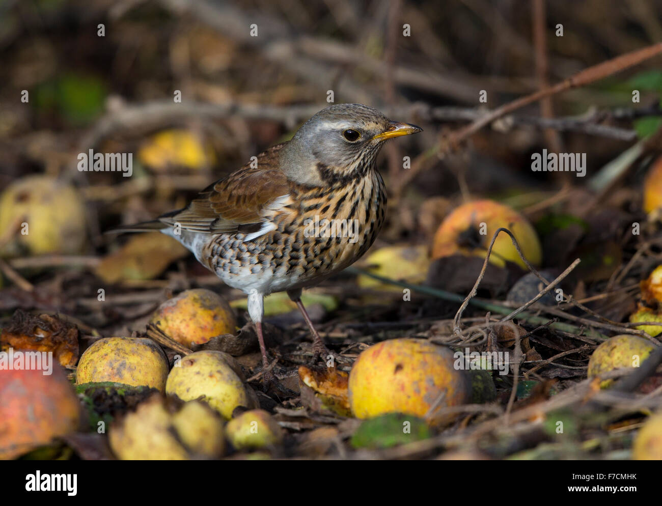 Wacholderdrossel schützen ein Hort der Geldsegen Äpfel Stockfoto
