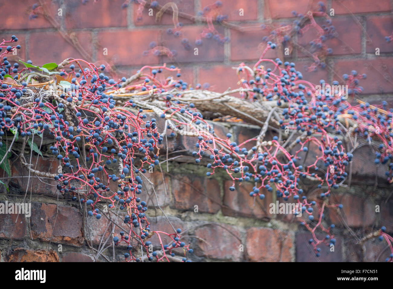 Herbst rote Stiele und dunklen blauen Beeren von wildem Wein die Beeren auf dem Brick wall Parthenosiccus tricuspidata Stockfoto