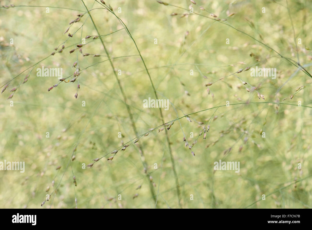 Textur der Blätter und Stengel der Gräser Stockfoto