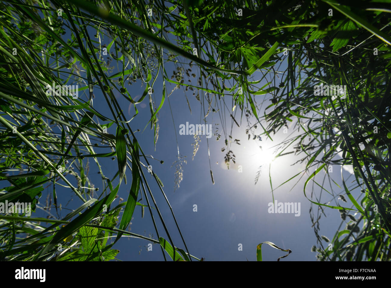 Gräser von unten mit Sonne Fackeln in der Mitte Stockfoto
