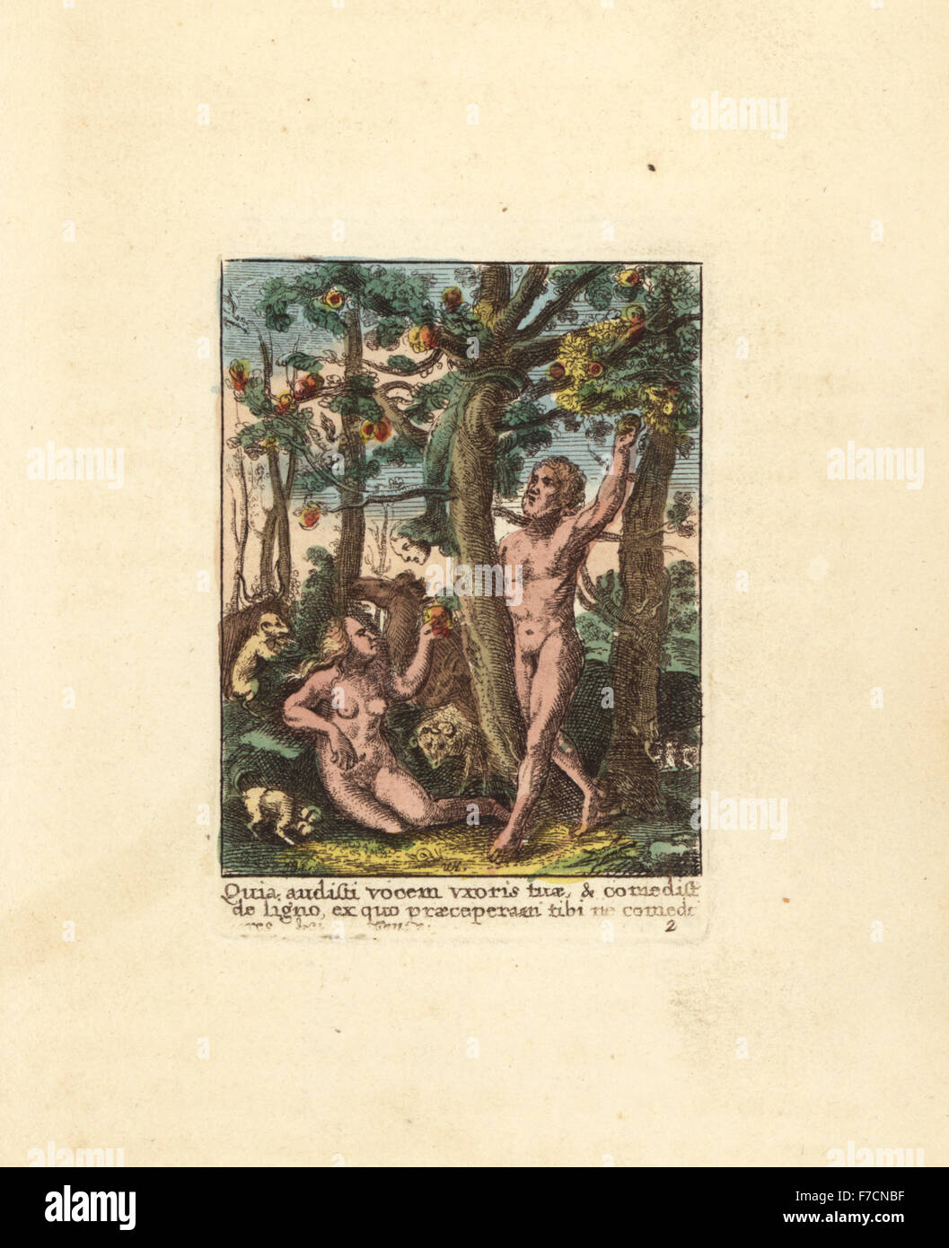 Adam einen Apfel pflücken und Eva Verkostung der verbotenen Frucht im Garten Eden, ermutigt durch eine Schlange mit einem menschlichen Kopf. Handkoloriert Kupferstich von Wenzel Hollar aus dem Tanz des Todes von Hans Holbein, Coxhead, London 1816. Stockfoto