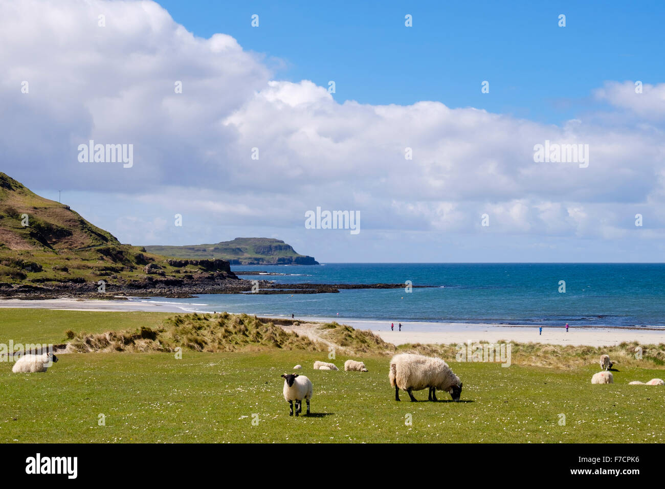 Schafbeweidung Machair Grünland auf Dünen über Sandstrand mit Küste Blick auf Calgary Bay Isle of Mull Inneren Hebriden Western Isles Schottland UK Stockfoto