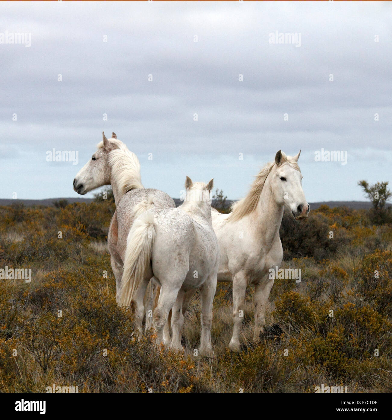 Die wilden Pferde von Patagonien Stockfoto