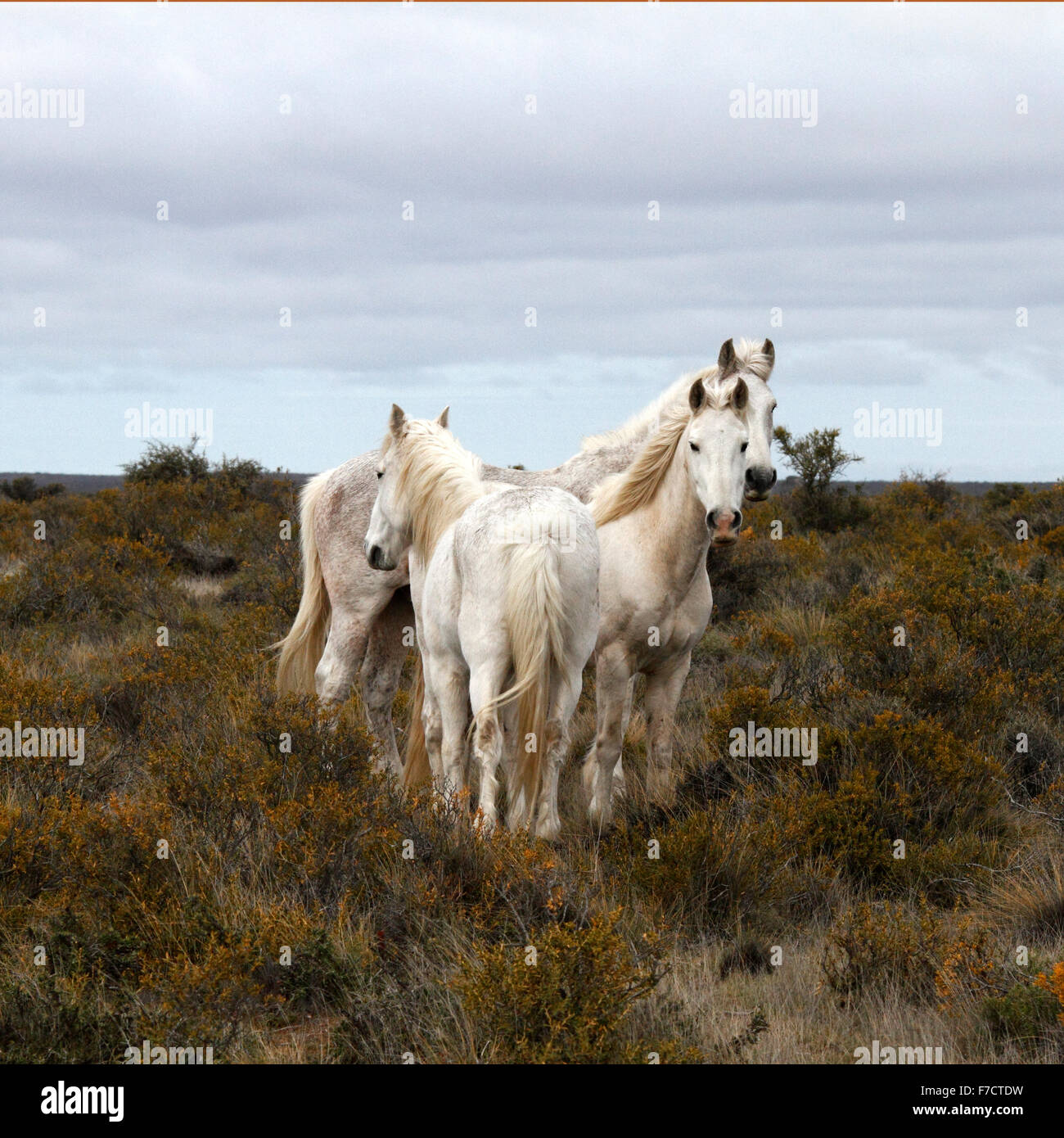 Die wilden Pferde von Patagonien Stockfoto