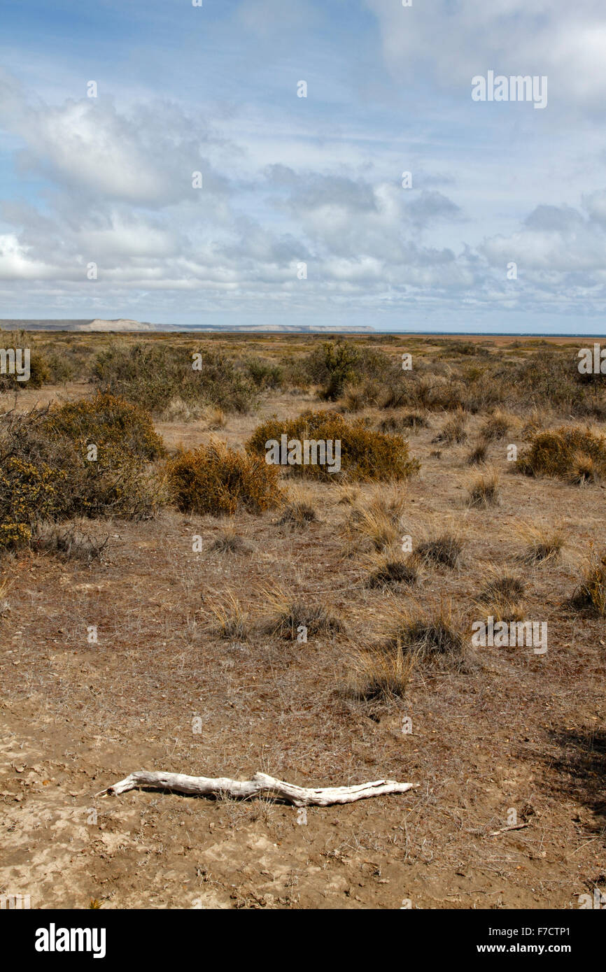El Pedral in der Nähe von Puerto Madryn, Provinz Chubut, Patagonien, Argentinien. Heiligtum des Vereins Global Pinguin. Stockfoto