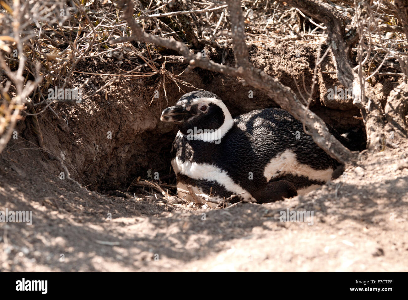 Magellanic Penguin in seiner Verschachtelung Burrow. El Pedral, Punta Ninfas, Provinz Chubut, Patagonien, Argentinien. Stockfoto