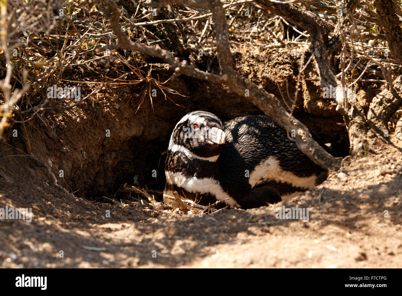 Magellanic Penguin, El Pedral, Punta Ninfas Halbinsel Valdes, Provinz Chubut, Patagonien, Argentinien. Stockfoto