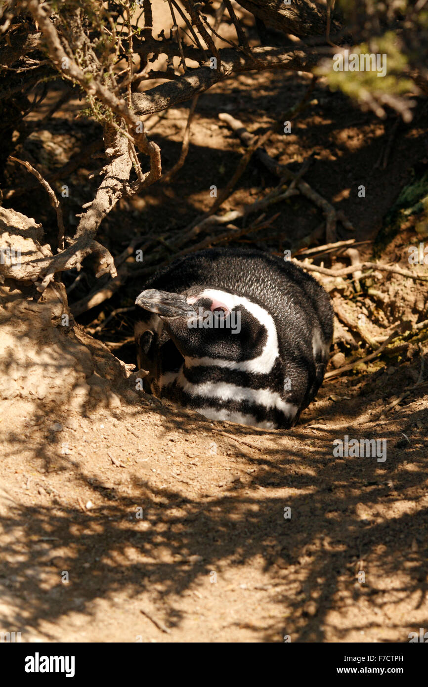 Magellanic Penguin in ts nisten Graben. El Pedral, Punta Ninfas, Provinz Chubut, Patagonien, Argentinien. Stockfoto