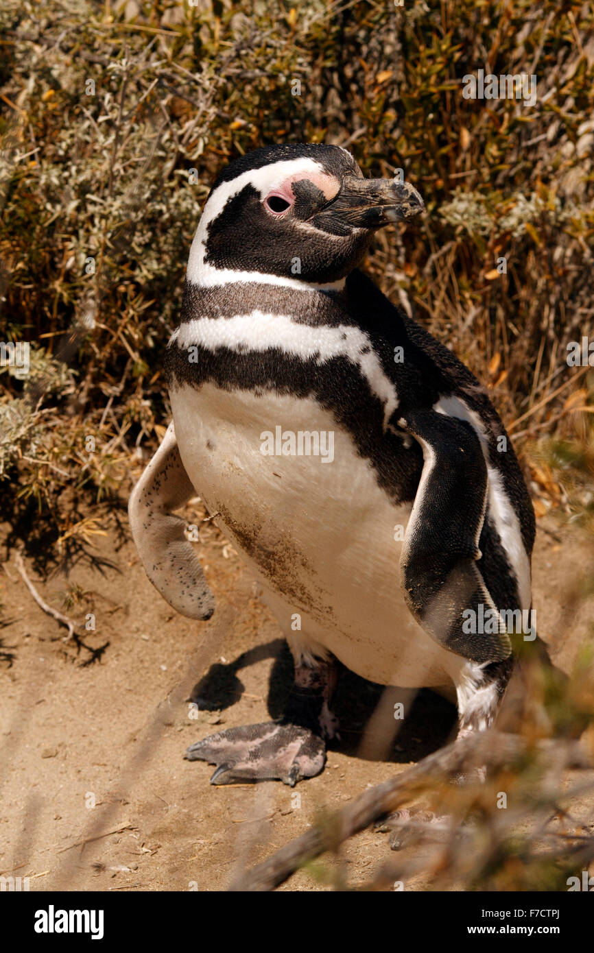 Magellanic Penguin am Eingang seiner Verschachtelung Burrow. El Pedral, Punta Ninfas, Provinz Chubut, Patagonien, Argentinien. Stockfoto