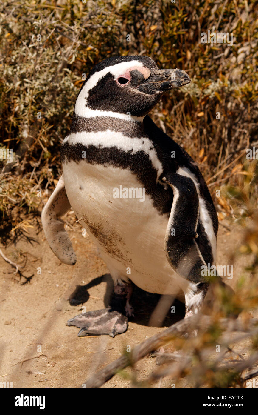 Magellanic Penguin am Eingang seiner Verschachtelung Burrow. El Pedral, Punta Ninfas, Provinz Chubut, Patagonien, Argentinien. Stockfoto