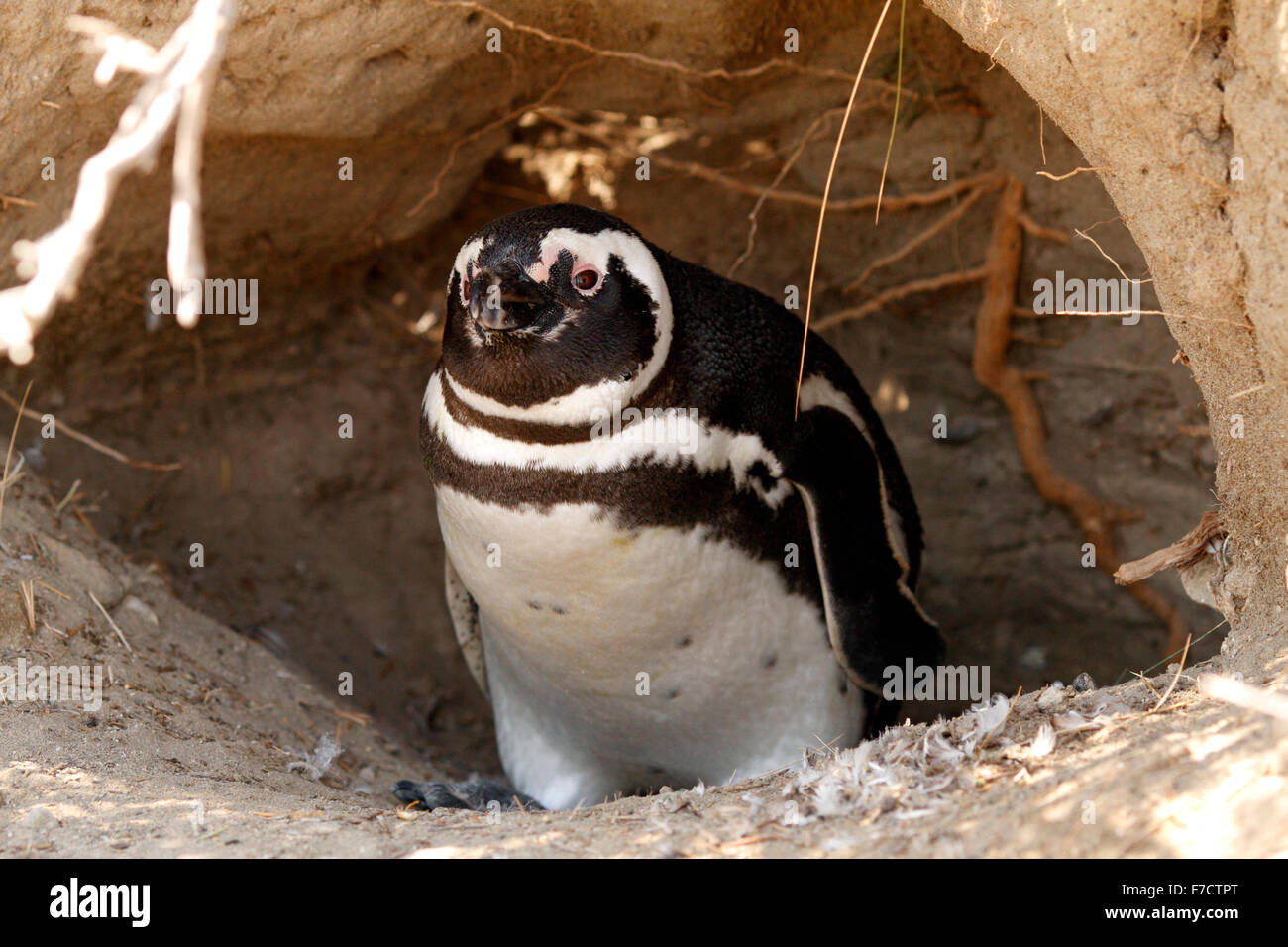 Magellanic Penguin am Eingang seiner Verschachtelung Burrow. El Pedral, Punta Ninfas, Provinz Chubut, Patagonien, Argentinien. Stockfoto
