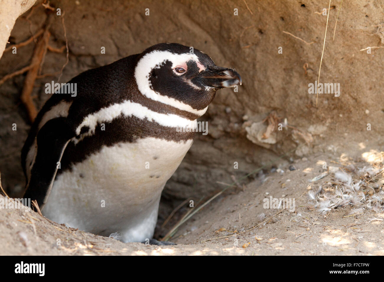 Magellanic Penguin am Eingang seiner Verschachtelung Burrow. El Pedral, Punta Ninfas, Provinz Chubut, Patagonien, Argentinien. Stockfoto