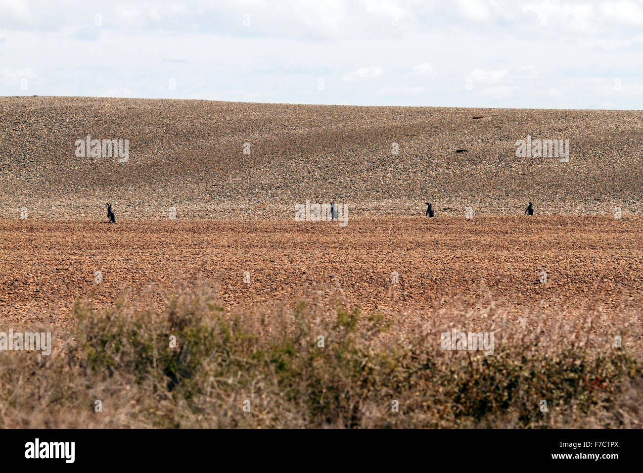 Magellan-Pinguine, Klettern die Schindel-Bank an El Pedral, Punta Ninfas, Provinz Chubut, Patagonien, Argentinien. Stockfoto