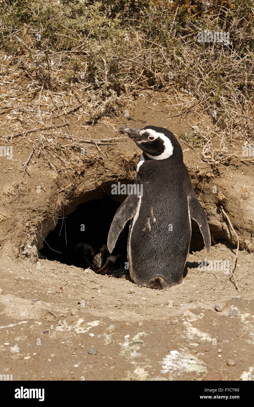 Magellanic Penguin am Eingang seiner Verschachtelung Burrow. El Pedral, Punta Ninfas, Provinz Chubut, Patagonien, Argentinien. Stockfoto