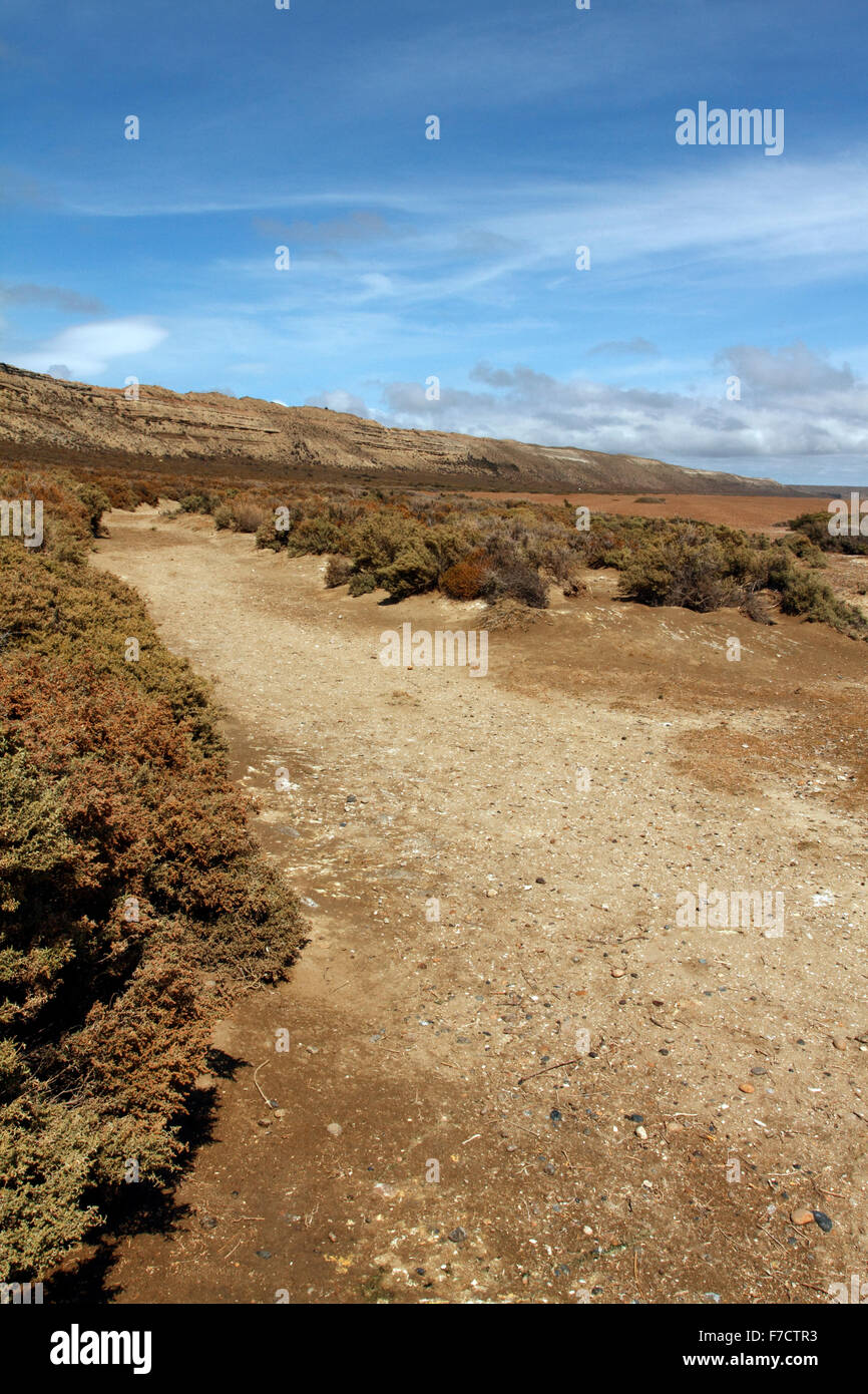 El Pedral, Punta Ninfas, Provinz Chubut, Patagonien, Argentinien. Home Zucht Pinguine Amonsgt das Gestrüpp und Büsche. Stockfoto