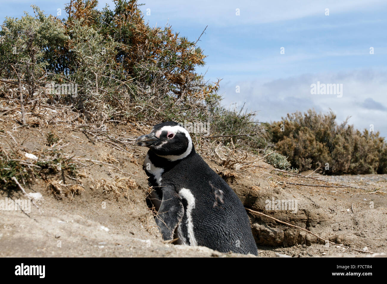 Magellanic Penguin am Eingang seiner Verschachtelung Burrow. El Pedral, Punta Ninfas, Provinz Chubut, Patagonien, Argentinien. Stockfoto