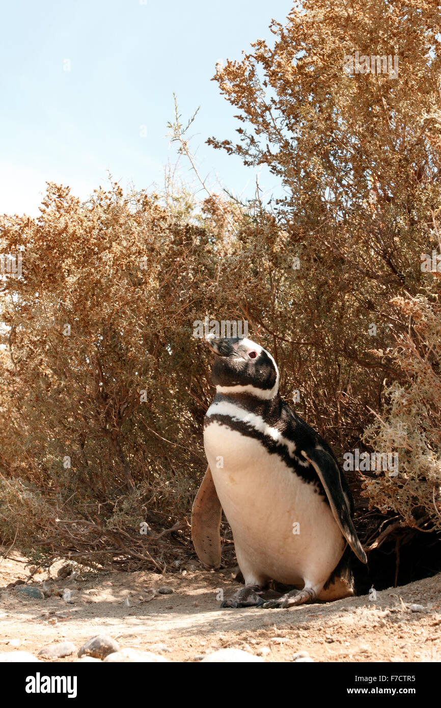 Magellanic Penguin am Eingang seiner Verschachtelung Burrow. Stockfoto