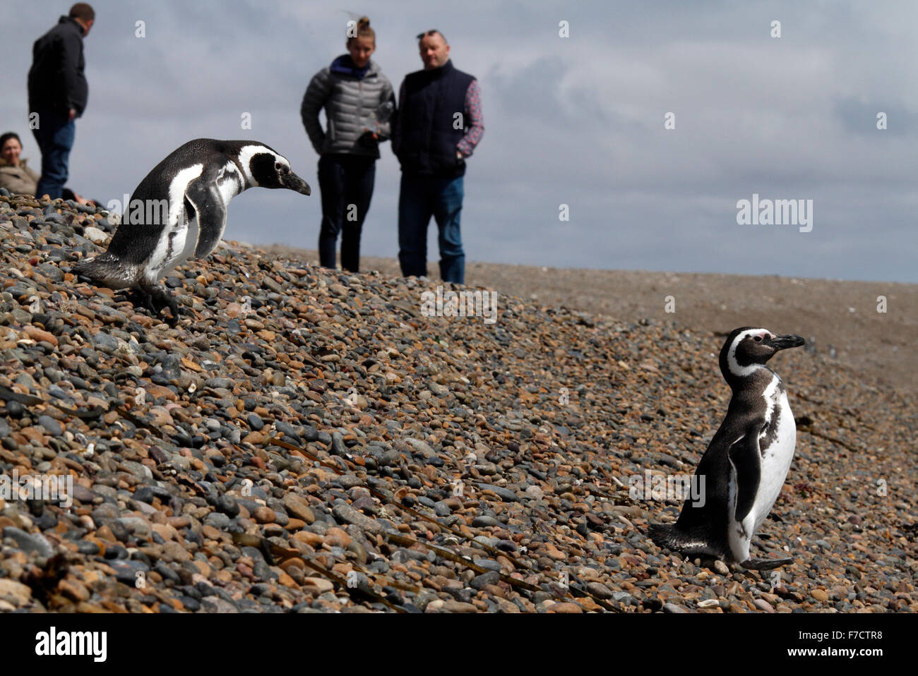 Magellan-Pinguine Fuß über eine Schindel Bank n Front von Touristen auf dem Weg zum Meer Stockfoto