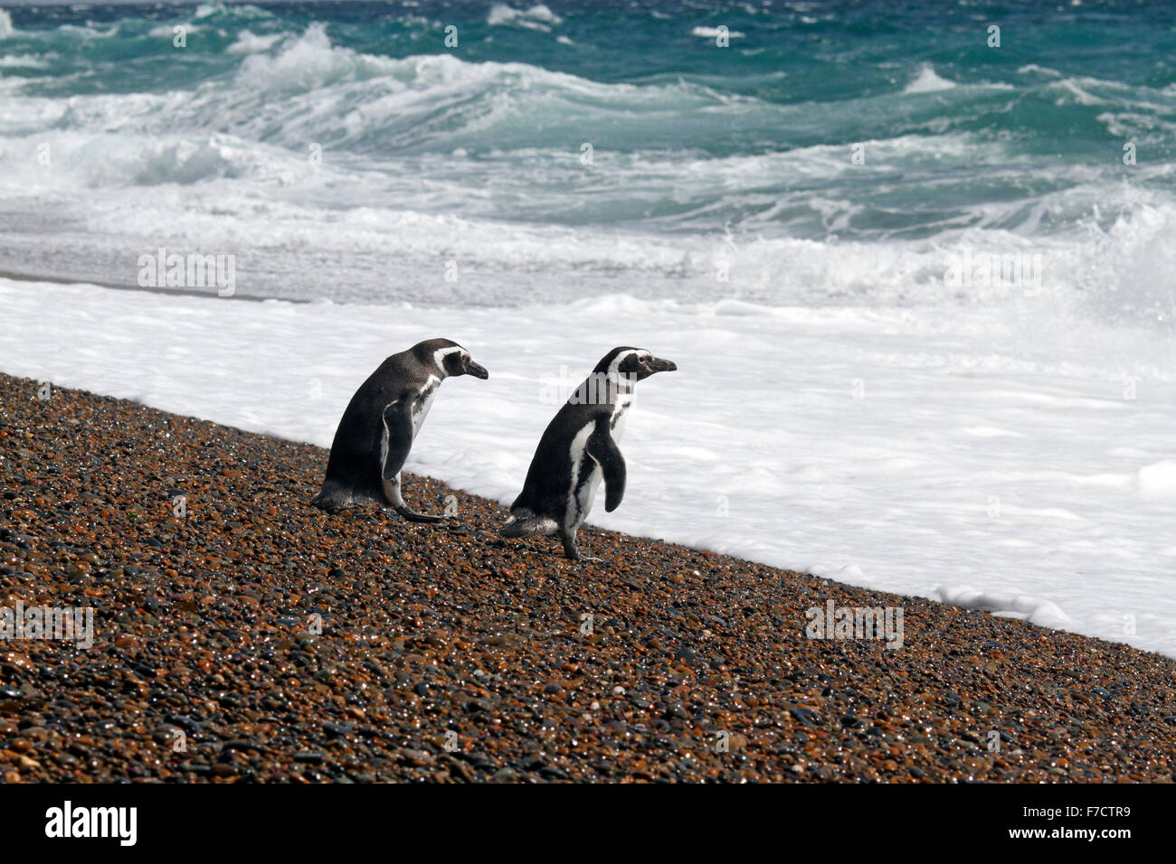 Magellanic Penguin am Eingang seiner Verschachtelung Burrow. El Pedral, Punta Ninfas, Provinz Chubut, Patagonien, Argentinien. Stockfoto