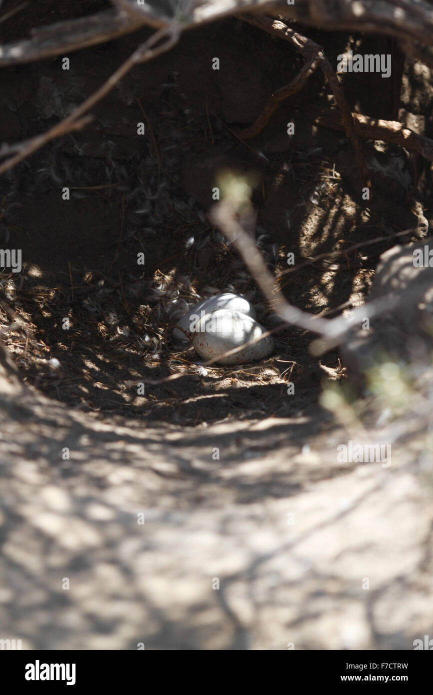 Magellanic Penguin Eiern. El Pedral, Punta Ninfas, Provinz Chubut, Patagonien, Argentinien. Stockfoto