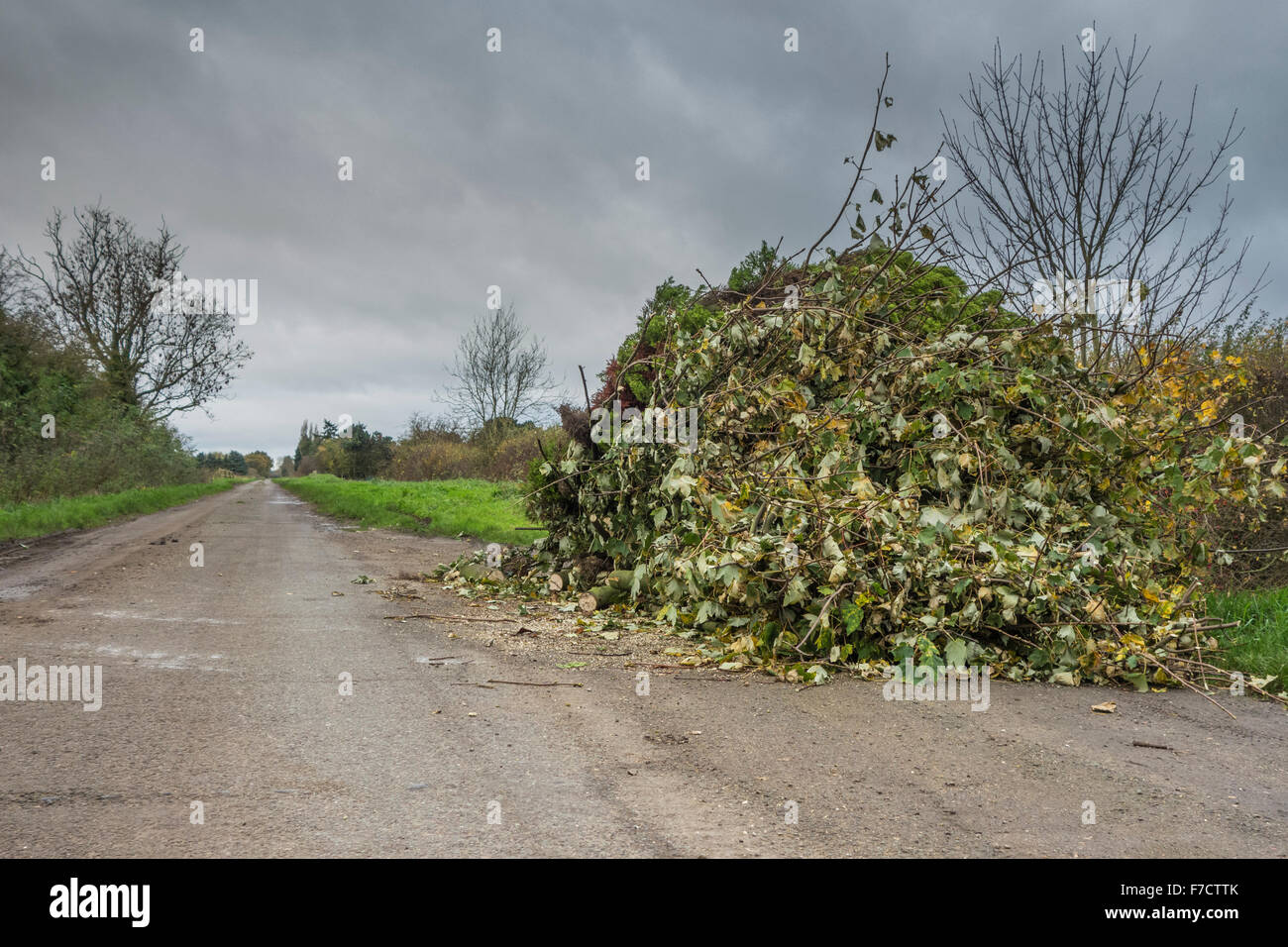 Niederlassungen und Baum-Stecklinge in einen vorbeifahrenden Platz auf einen Feldweg in Cambridgeshire entsorgt Stockfoto