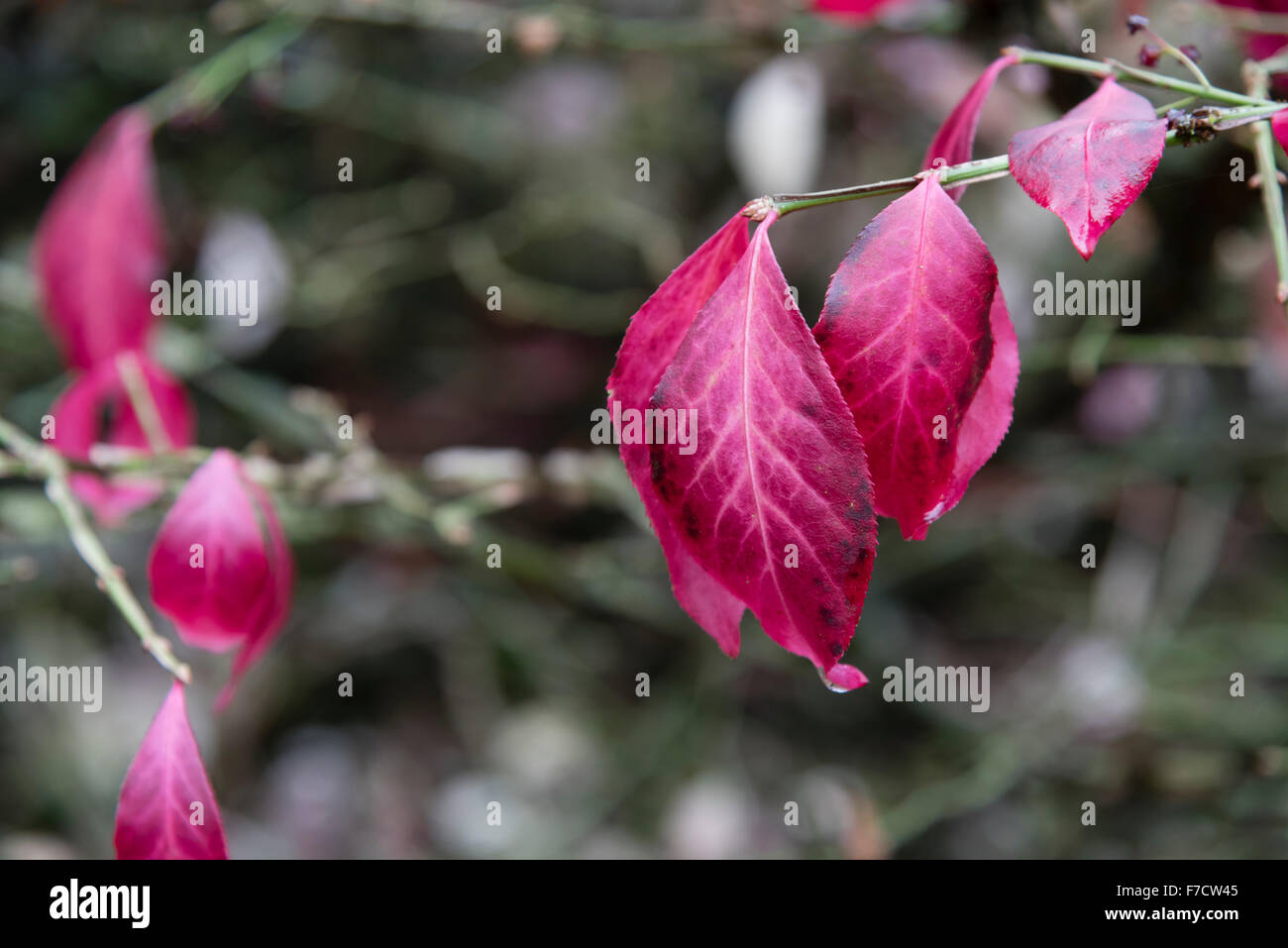 Herbstlaub der Euonymus Alatus (Dornbusch) im Westonbirt Arboretum, Wiltshire, England. Stockfoto