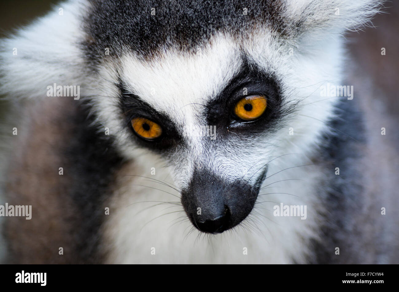 Nahaufnahme der Katta (Lemur Catta) Stockfoto