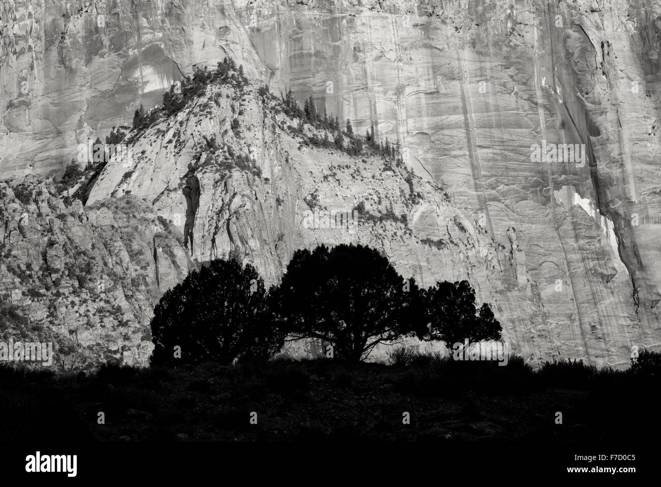Silhouette Bäume und Tempel und Türme der Jungfrau Maria. Zion Nationalpark, Utah Stockfoto