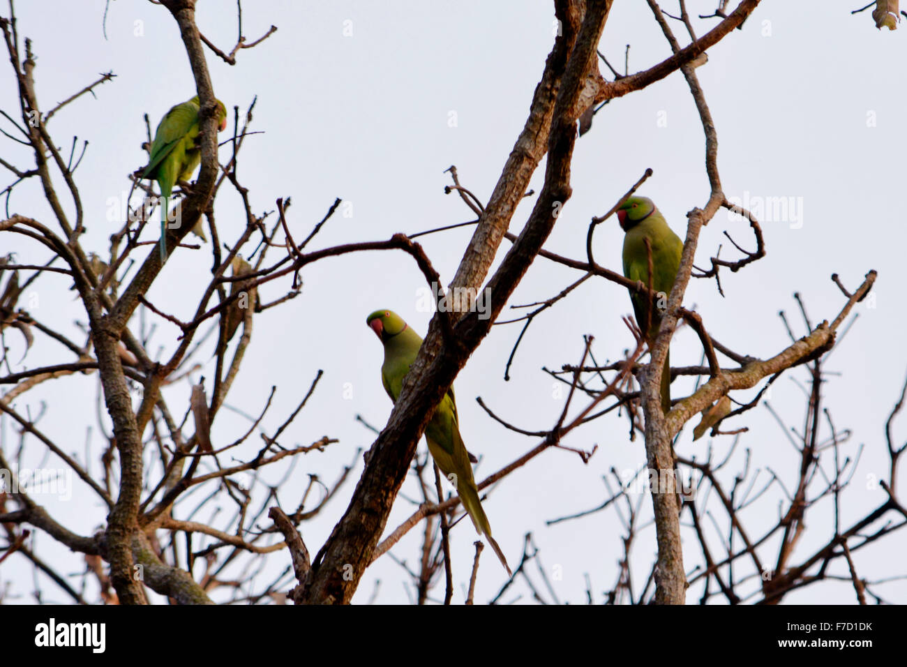 Narendrapur, Indien. 29. November 2015. Chintamoni Kar Bird Sanctuary ist ein kleines Gebiet nur 17 Hektar voller verschiedener Vögel, Schmetterling, Epiphyten, Pflanzen und Orchideen bei Naredrapur in der Nähe von Kolkata. Dies ist auch bekannt als Kayeler Bagan. © Saikat Paul/Pacific Press/Alamy Live-Nachrichten Stockfoto