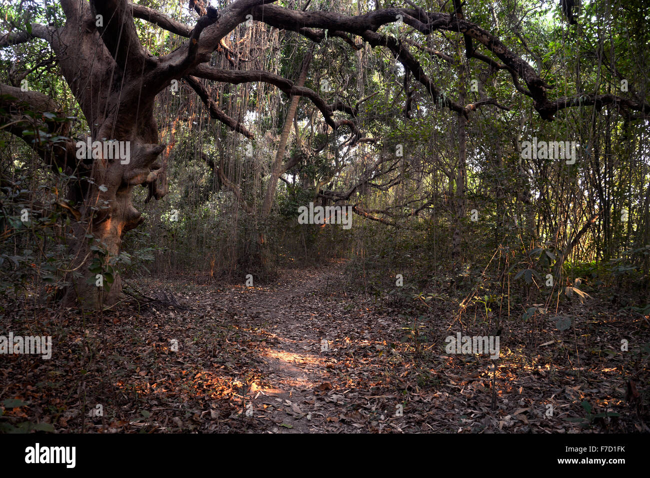 Narendrapur, Indien. 29. November 2015. Chintamoni Kar Bird Sanctuary ist ein kleines Gebiet nur 17 Hektar voller verschiedener Vögel, Schmetterling, Epiphyten, Pflanzen und Orchideen bei Naredrapur in der Nähe von Kolkata. Dies ist auch bekannt als Kayeler Bagan. © Saikat Paul/Pacific Press/Alamy Live-Nachrichten Stockfoto