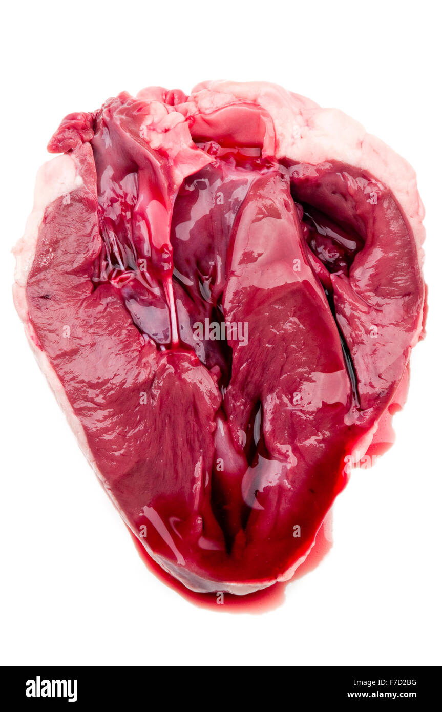Seziert Herzen zeigen, Ventile und Atrium/Ventrikel Kammern Stockfoto