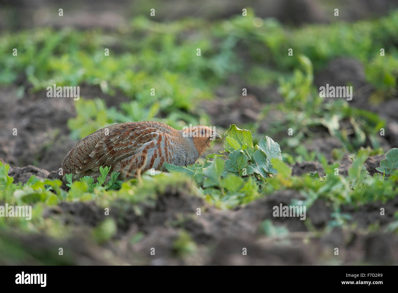 Graues Rebhuhn / Rebhuhn (Perdix Perdix) hocken zwischen Kräuter auf einem Feld, Samen zu essen. Stockfoto