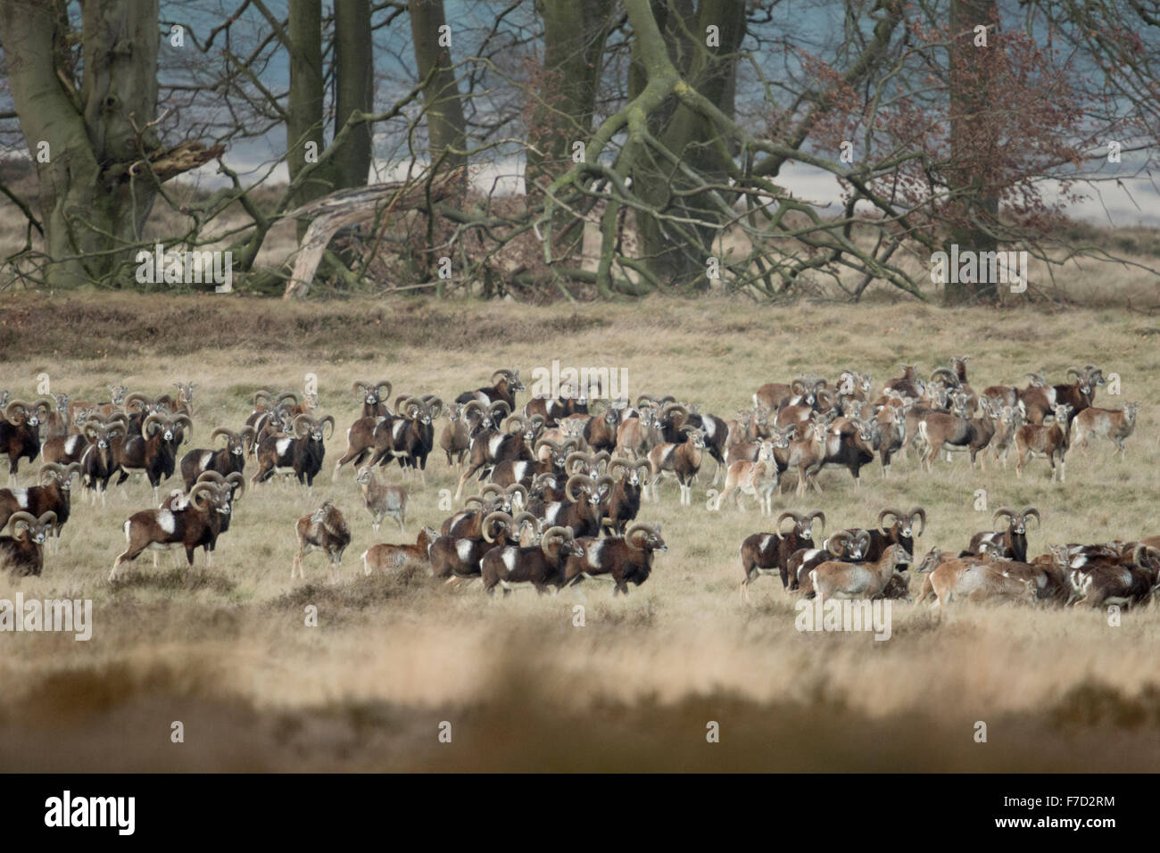 Herde von europäischen Mufflons / Europaeisches Muffelwild (Ovis Orientalis Musimon), in offenen Naturlandschaft, typische Lebensraum. Stockfoto