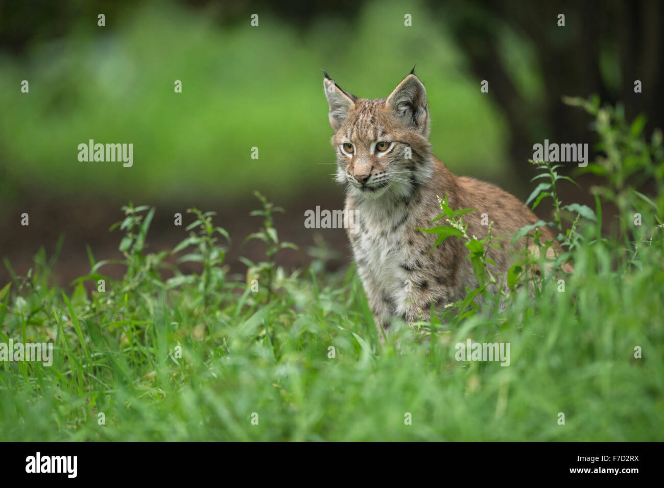 Junger Eurasischer Luchs sitzt in hohem Gras unter Büschen, Wildtiere, Europa. Stockfoto