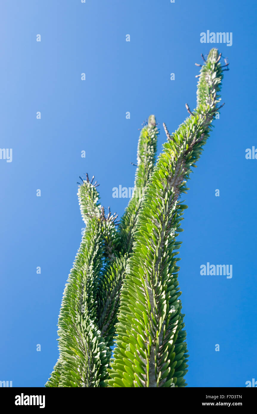 Hohen Kaktus Sukkulente ohne Stacheln Stockfoto
