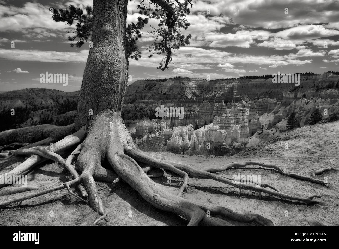 Freiliegende Baumwurzeln und Rock formationen Hoodoos im Bryce Nationalpark, UT Stockfoto