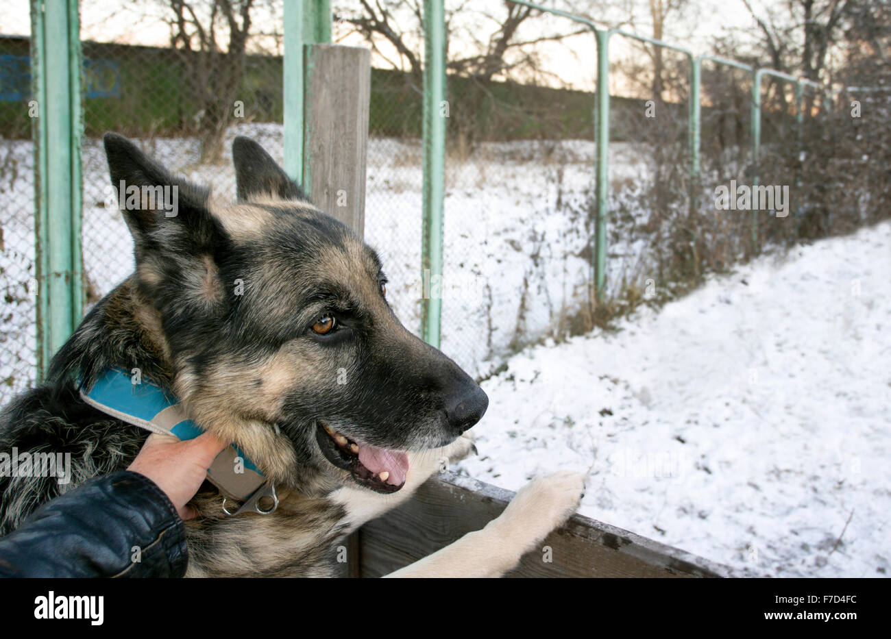 Hundeführer und Hund Stockfoto