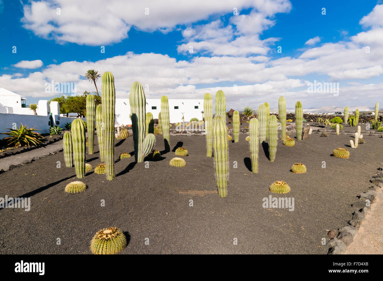 Hoch Kaktus Pflanzen in einem Garten in Lanzarote Stockfoto