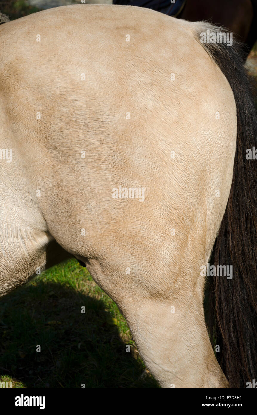 Detail der hinteren Oberschenkelmuskulatur des Pferdes Stockfoto