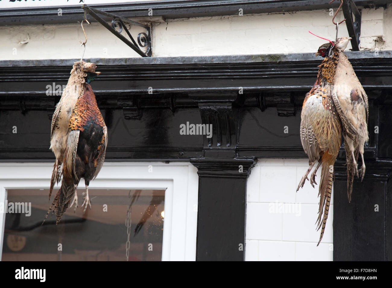 Fasane hängen über einem traditionellen Metzger laden in Shropshire, England. Metzger-Läden mit Federwild sind jetzt eine Minderheit Stockfoto